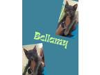 Adopt Bellamy a Domestic Short Hair
