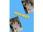 Adopt Walnut a Domestic Short Hair