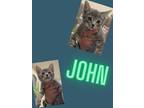Adopt John a Domestic Short Hair