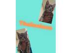 Adopt Thelonious a Domestic Short Hair