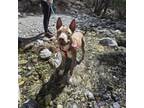 Adopt Terry a Pit Bull Terrier, Weimaraner