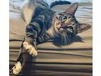 Harper Domestic Shorthair Young Female