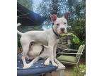 Obie Terrier (Unknown Type, Medium) Puppy Male