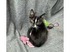 Bart Domestic Shorthair Kitten Male