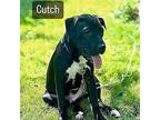 Cutch Labrador Retriever Puppy Male
