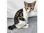 Opportunity Domestic Shorthair Kitten Female
