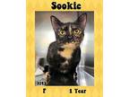 Sookie Domestic Shorthair Adult Female