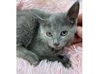 Heidi Russian Blue Kitten Female