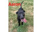 Aaron Labrador Retriever Puppy Male
