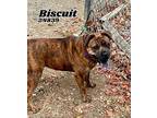Biscuit Chow Chow Adult Female