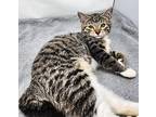 Spirit Domestic Shorthair Kitten Female