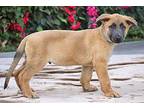 Simba von Erlabrunn German Shepherd Dog Puppy Male