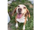 Sammy the Beagle Beagle Senior Male