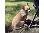 Pepe Chihuahua Adult Female