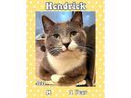 Hendrick Domestic Shorthair Adult Male