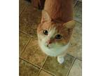 Squidward Domestic Shorthair Adult Male