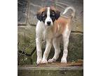 Gypsy Anatolian Shepherd Puppy Female