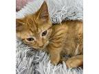 Fanta Domestic Shorthair Kitten Male