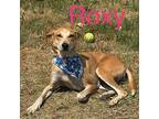 Roxy Hound (Unknown Type) Adult Female