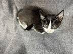 Lisa Domestic Shorthair Kitten Female