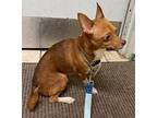 Titan Chihuahua Adult Male