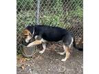 Nyla German Shepherd Dog Young Female