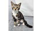 Sojourner Domestic Mediumhair Kitten Female