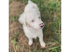 Keller Australian Shepherd Puppy Male