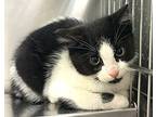 Fritter Domestic Shorthair Kitten Male