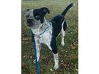 TUXEDO Hound (Unknown Type) Adult Male