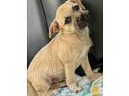 Doja Pug Young Female
