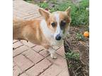 Raksha (Pending) Corgi Young Female