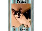 Fritzi Domestic Shorthair Young Female