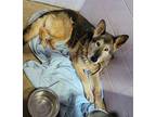 Sadie (Spayed) German Shepherd Dog Adult Female