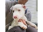 Beethoven Australian Shepherd Puppy Male