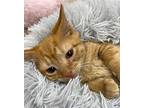 Pop Pop Domestic Shorthair Kitten Male