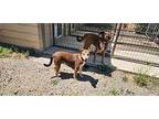 Mocha Australian Cattle Dog Young Female