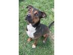 Adopt Sax a Black - with Brown, Red, Golden, Orange or Chestnut German Shepherd