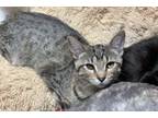 Adopt Ash a Gray, Blue or Silver Tabby Domestic Shorthair (short coat) cat in