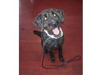 Adopt Liesel a Black Labradoodle / Mixed dog in Plain City, OH (34500427)