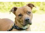 Adopt Momma Cass - super star a Red/Golden/Orange/Chestnut Boxer / Shepherd