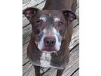 Adopt Summer a Red/Golden/Orange/Chestnut Pit Bull Terrier / Mixed dog in