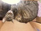 Adopt Tiki a Domestic Shorthair / Mixed cat in Carson City, NV (37233049)