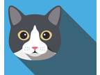 Adopt Mr Binks a All Black Domestic Shorthair / Mixed cat in Muskegon