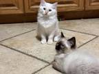 2 Male Ragdolls