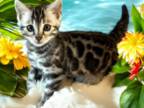 Pretty Girl Silver Bengal Kitten