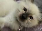 Ariel Seal Point Mitted Ragdoll