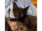 Arges Domestic Shorthair Kitten Male