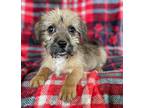 Petey Shih Tzu Young Male