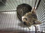 Pri Domestic Shorthair Kitten Male